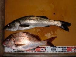 三尾の磯フカセでマダイ・マアジ〜夜釣りでお…