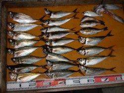 三尾の磯フカセでマダイ・マアジ〜夜釣りでお土産ゲット(^_^)/