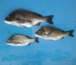 青井イカダでチヌ48.2cmを頭に3匹の釣果