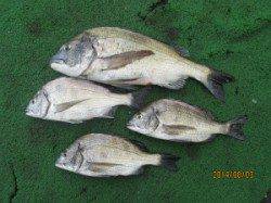 一文字前イカダ2号でのチヌ釣果