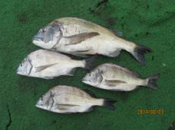 一文字前イカダ2号でのチヌ釣果