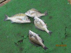 一文字前イカダ2号でのチヌ釣果