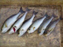 神谷沖一文字でカゴ釣り　イサギが釣れています