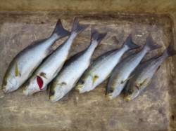 神谷沖一文字でカゴ釣り　イサギが釣れていま…