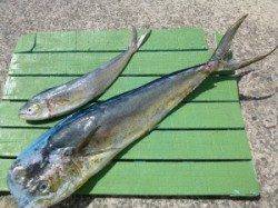 神谷沖一文字内向きでシイラ、他ソーダガツオ大漁でした