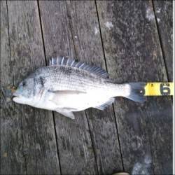 好調な音海イカダに釣行〜チヌ53cmを頭に…