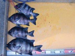 三尾の磯底物釣り〜サンバソウよく当たり調子上向き★