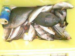 三尾の磯底物釣り〜サンバソウよく当たり調子上向き★