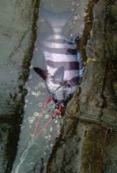 三尾の磯で底物釣り 大物クエに石鯛