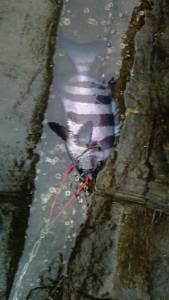 三尾の磯で底物釣り 大物クエに石鯛