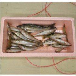 天橋立の投げ釣りでキス24cmを頭に23匹