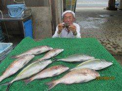 イワシをエサにシマアジ・マダイをキャッチ　田井の釣り堀