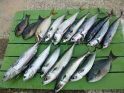 神谷漁港　カゴ釣りでゴマサバ・ソーダガツオ…