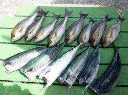 沖一文字内向きでイサギが好調でした♪