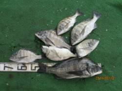 田井の一文字前イカダでチヌが好調です