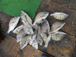 田井の一文字前イカダでチヌが好調です