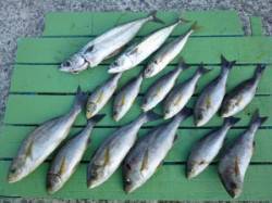 沖一文字内向き　カゴ釣りでイサギ・ゴマサバ…