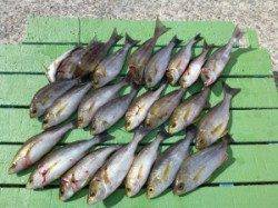 沖一文字で小イサギ釣れています