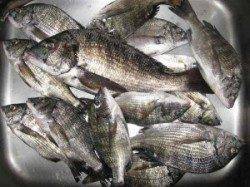 久美浜の筏カセ秋期チヌ解禁！朝から丸貝で７枚バラシの人も…