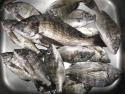 久美浜の筏カセ秋期チヌ解禁！朝から丸貝で７…