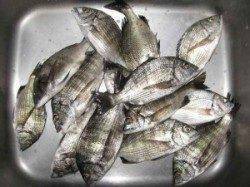 久美浜の筏カセ秋期チヌ解禁！朝から丸貝で７枚バラシの人も…