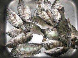 宮崎沖・六本裏カセのチヌ〜午前中は底、昼前から中層でヒット