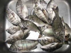 宮崎沖・六本裏カセのチヌ〜午前中は底、昼前…