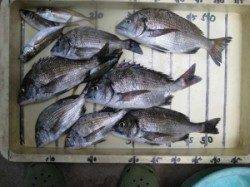 宮崎沖・六本裏カセのチヌ〜午前中は底、昼前から中層でヒット