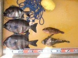 三尾の磯　底物でサンバソウ３枚(^_^)v 珍客のオコゼも！