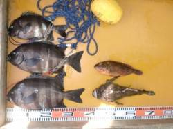 三尾の磯　底物でサンバソウ３枚(^_^)v…