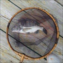 日引イカダにチヌ釣行〜潮色回復後に期待