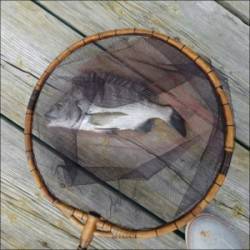 日引イカダにチヌ釣行〜潮色回復後に期待