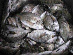 宮崎沖カセでチヌ65匹☆ 活性が良く食い好調でした