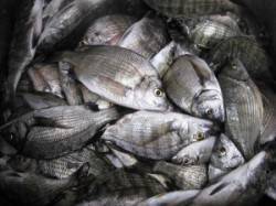 宮崎沖カセでチヌ65匹☆　活性が良く食い好…