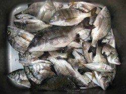 宮崎沖カセでチヌ65匹☆ 活性が良く食い好調でした