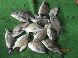 一文字前イカダ2号にてチヌ13枚の釣果