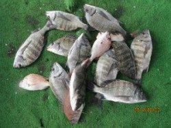 一文字前イカダ2号にてチヌ13枚の釣果