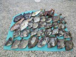 ヒラバエ　胴付きでカワハギの好釣果