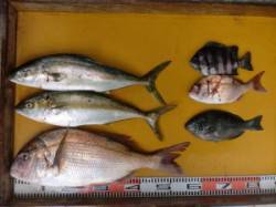 三尾の磯　フカセでマダイ・ヒラマサ　カゴ釣…