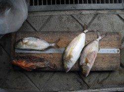 大磯でのショアジギングでシオとオニカサゴの釣果