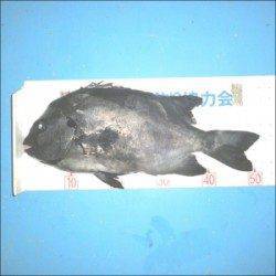 音海磯でイシダイ51.2cmを頭に7匹☆良型のイシダイが好調