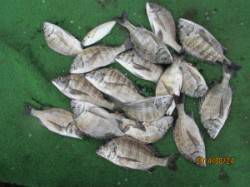 田井のカセでチヌの喰い上昇中