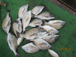 田井のカセでチヌの喰い上昇中