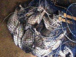 久美浜のチヌ　カセ、筏共に食い良好でした