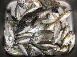 久美浜のチヌ　カセ、筏共に食い良好でした