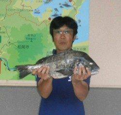 久美浜カセでチヌ53.2cmの釣果！ エサは丸貝でした