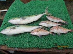 田井の海上釣り堀　メジロ・マダイの釣果