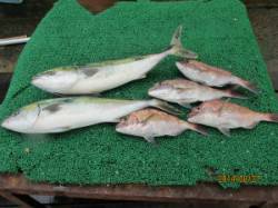 田井の海上釣り堀　メジロ・マダイの釣果