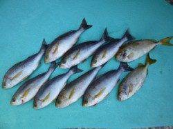 沖一文字外向きでイシダイ42cmをキャッチ