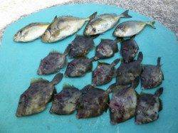 ヒラバエにて胴突でカワハギ・アイゴの釣果